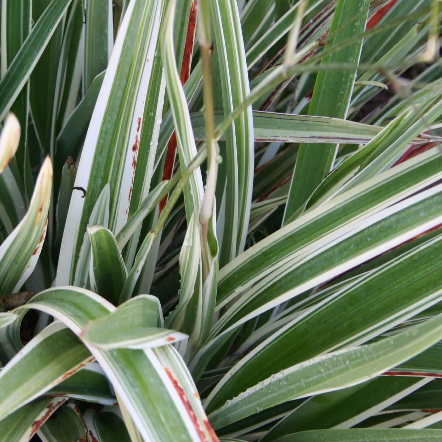 Variegated Tasman Flax Lily (7901107257599)